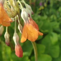 Primula florindae 'Apricot'